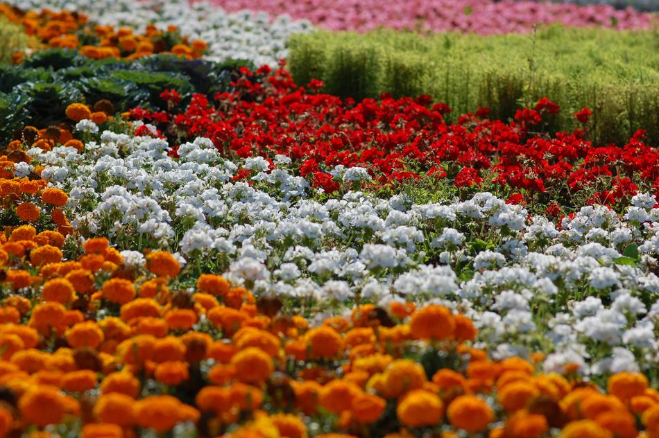 Flower Garden Plant