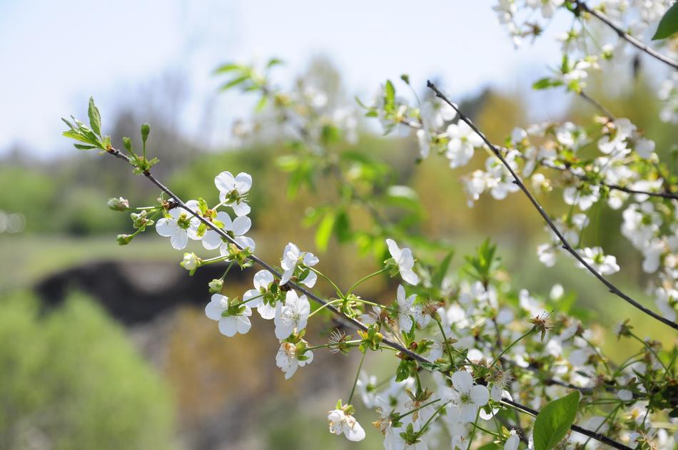 Spring Flower Network Chichewa