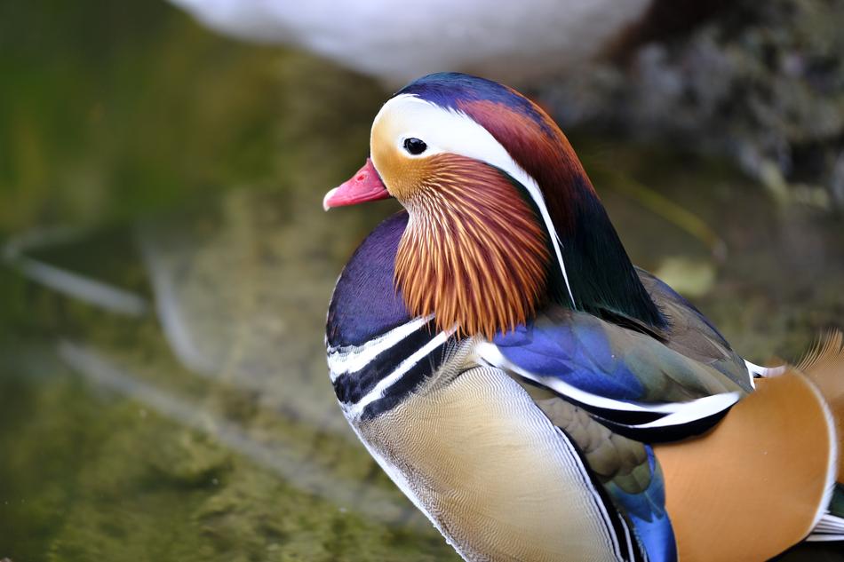 Red duck