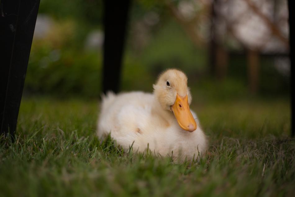 Duckling Animals Duck