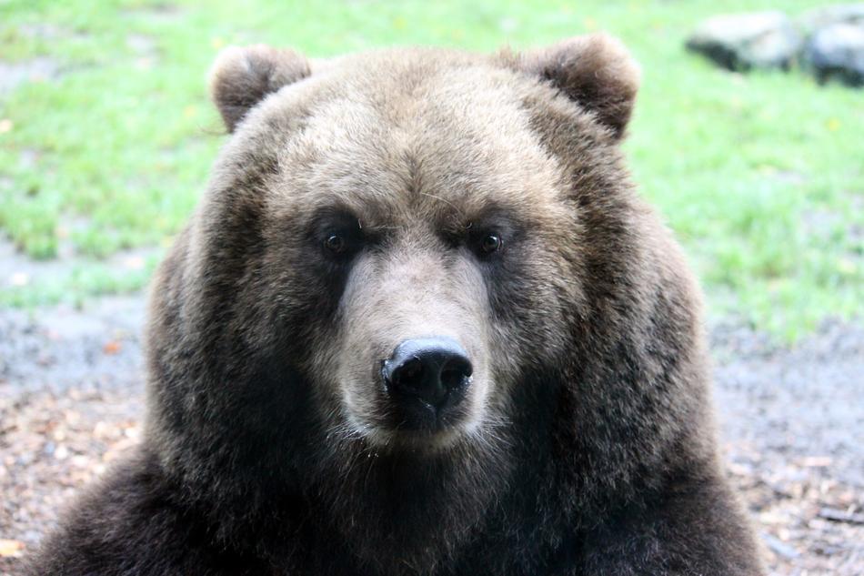 Bear Brown Nature