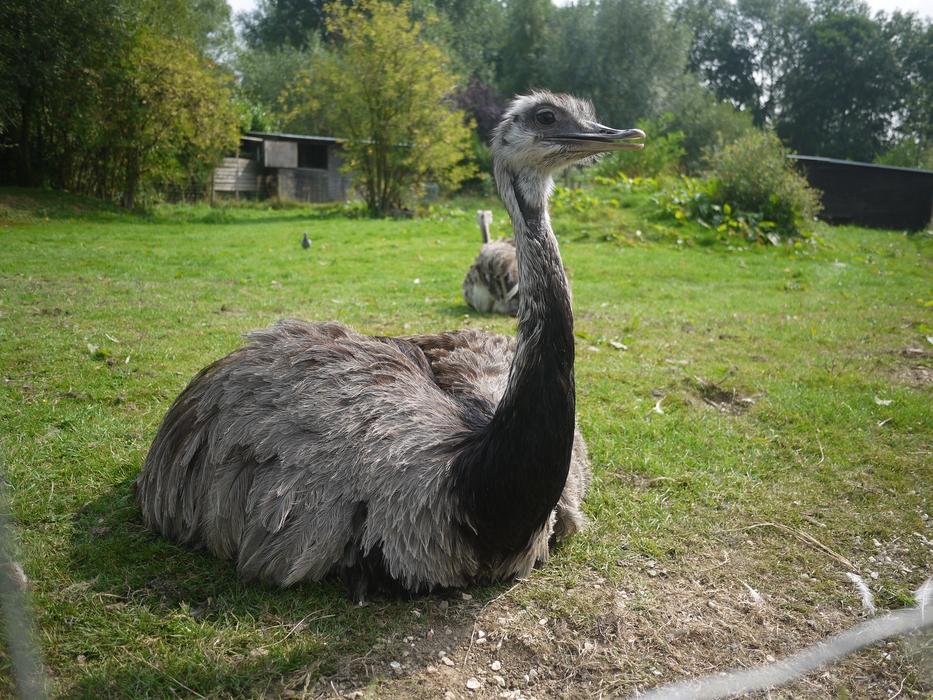 Nature Animal Lawn