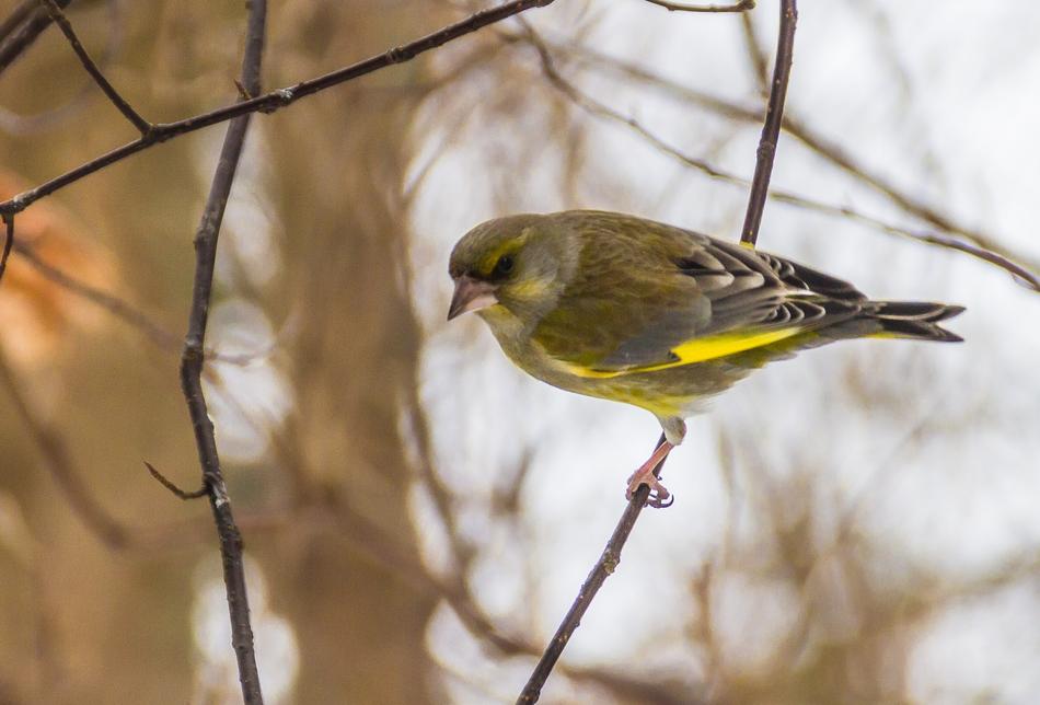 The Birds Wild Animals Nature