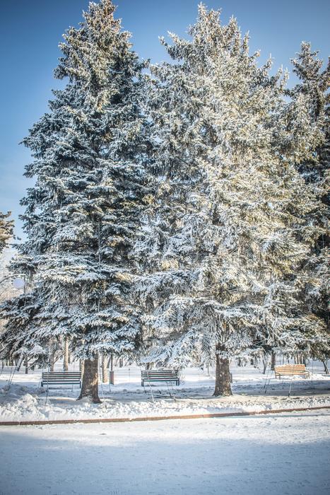Winter Snow Leann