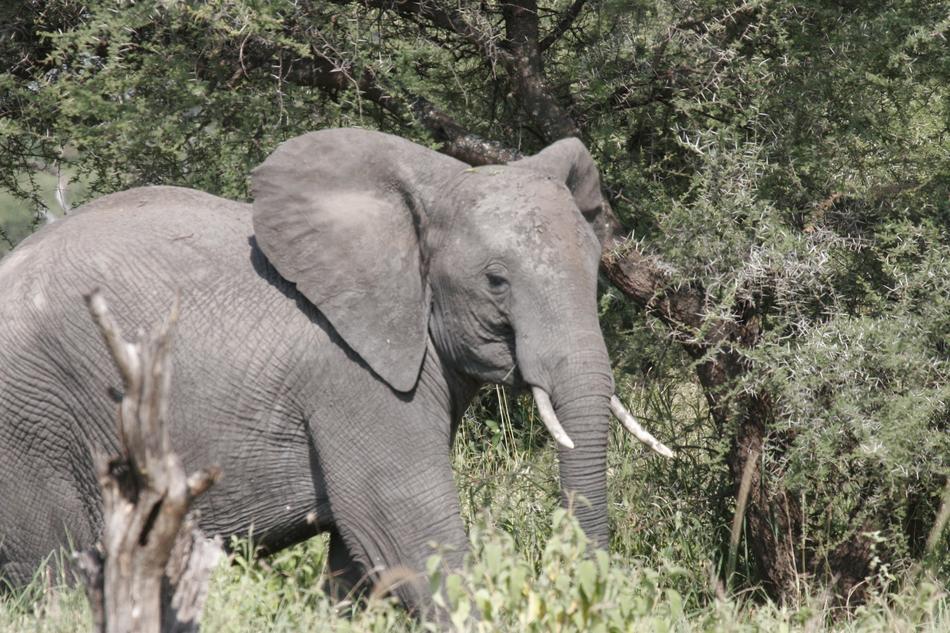 Elephant Africa Tarangire