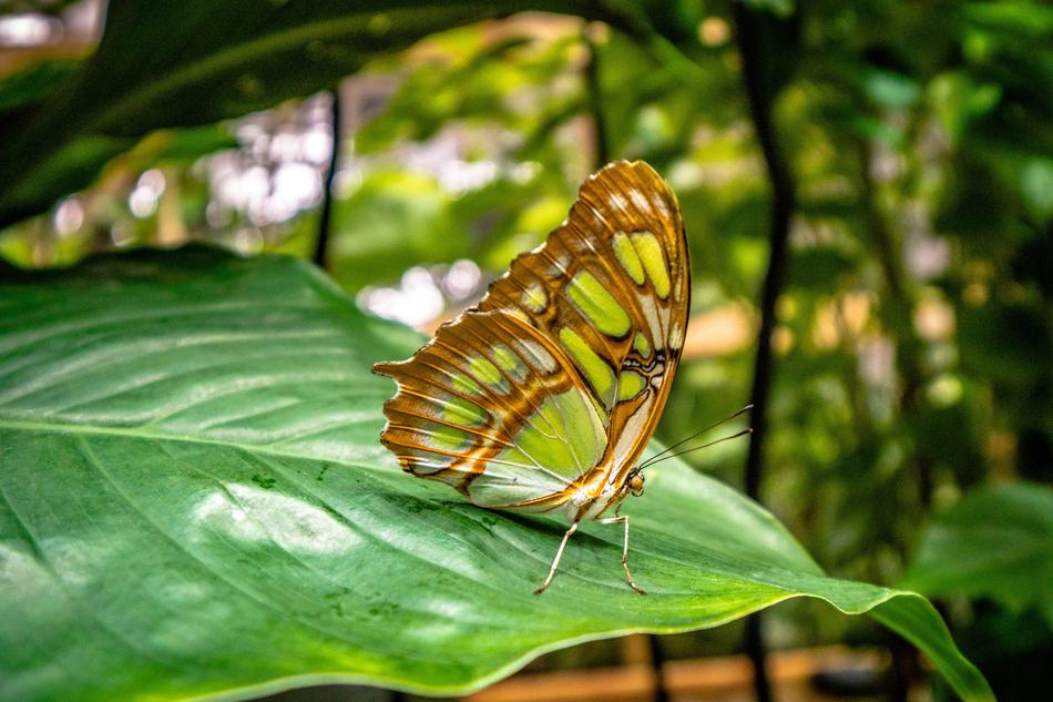 Nature Leaf Plant