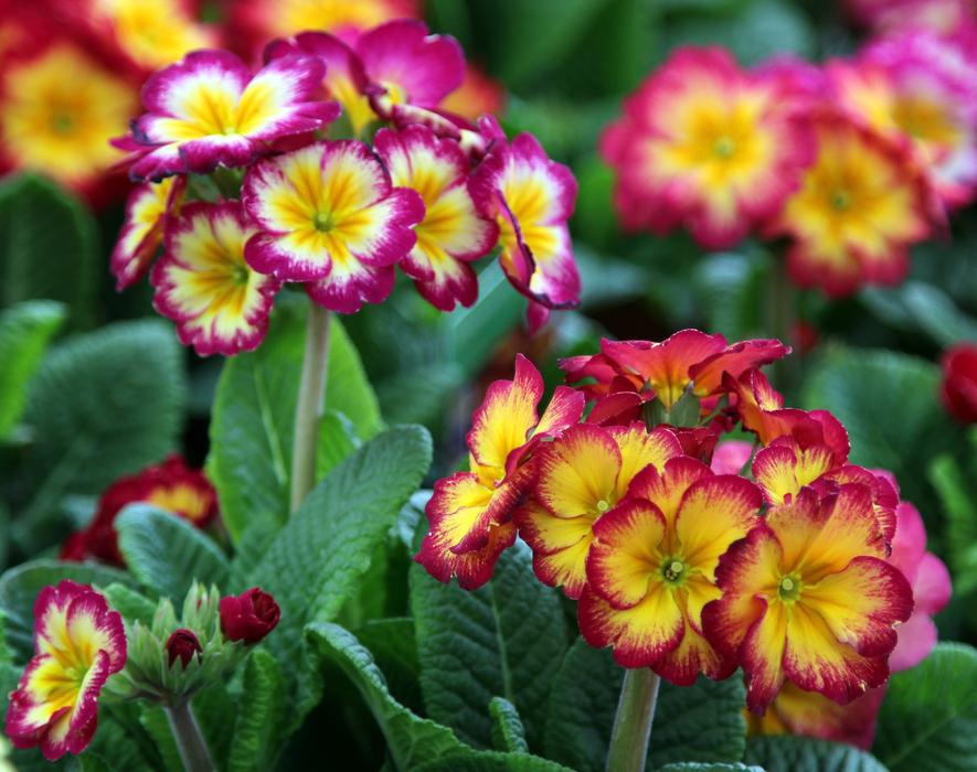 Flower Nature Flora