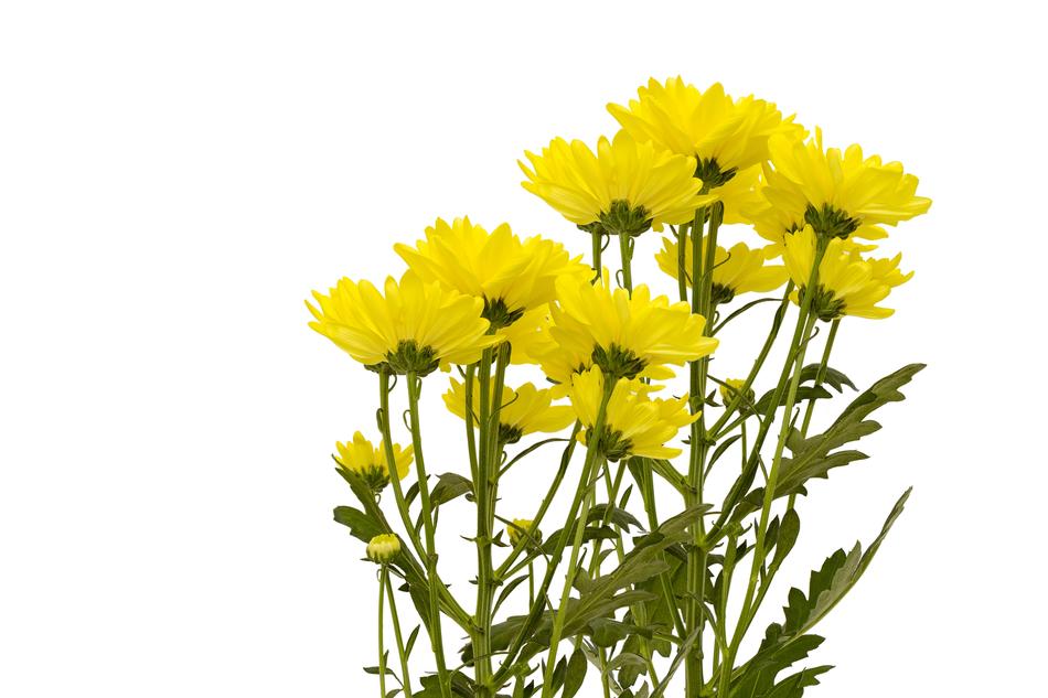 Nature Flora Flower