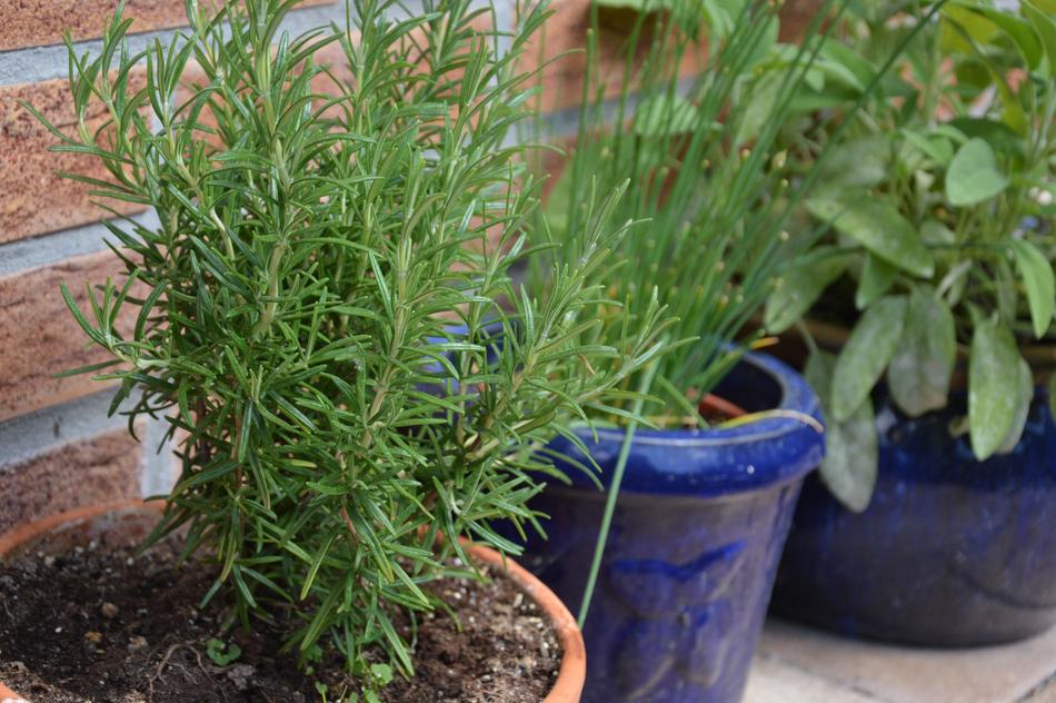 Plant Herbs