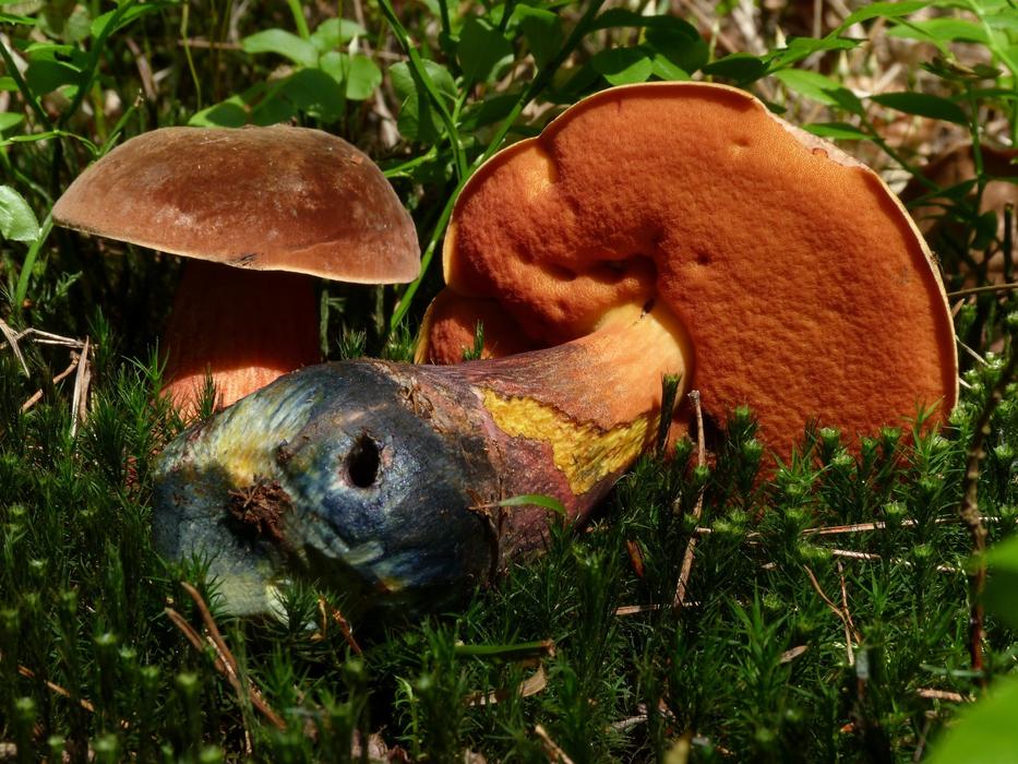 Mushrooms Nature macro