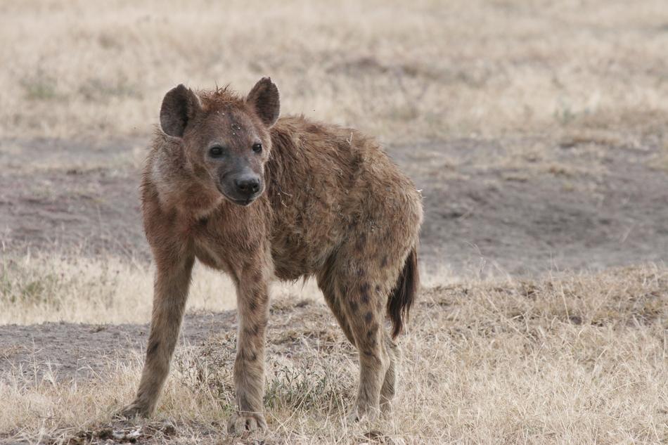 Hyena Africa Wildlife