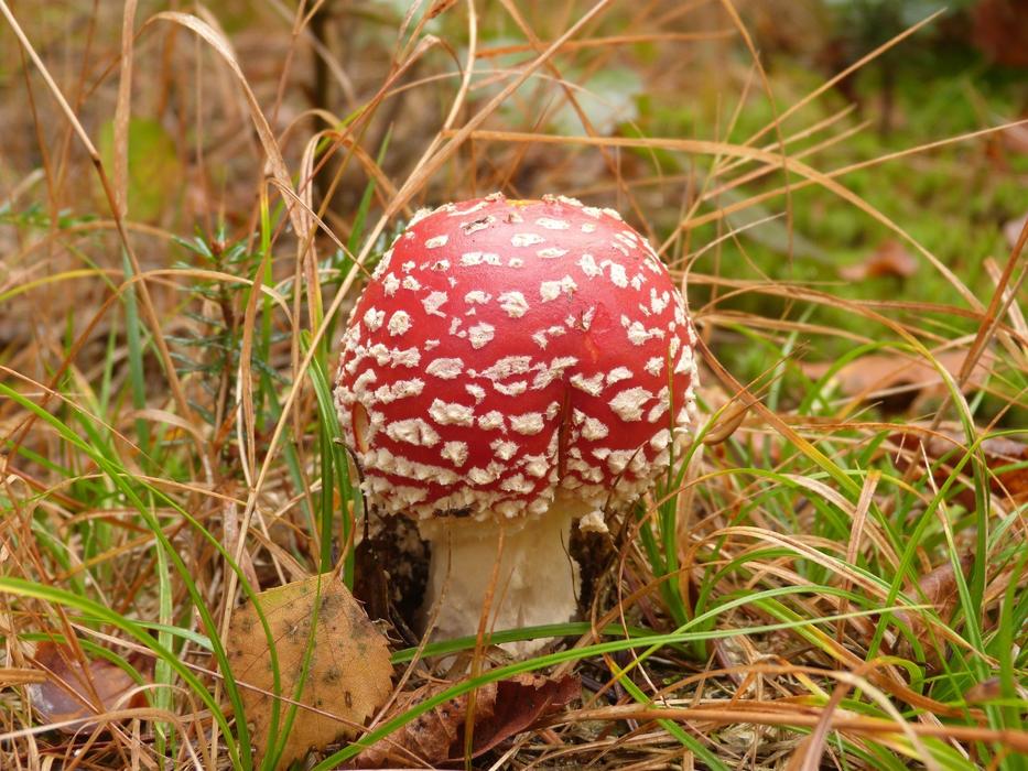 Nature Mushrooms macro