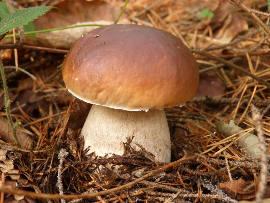 Mushroom Boletus macro blur