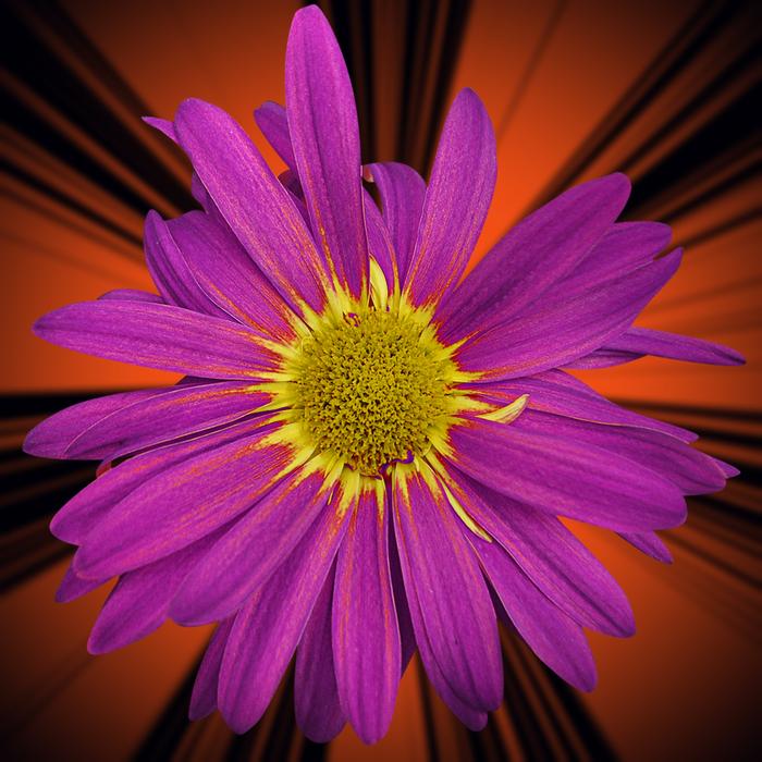 Flower Nature Plant