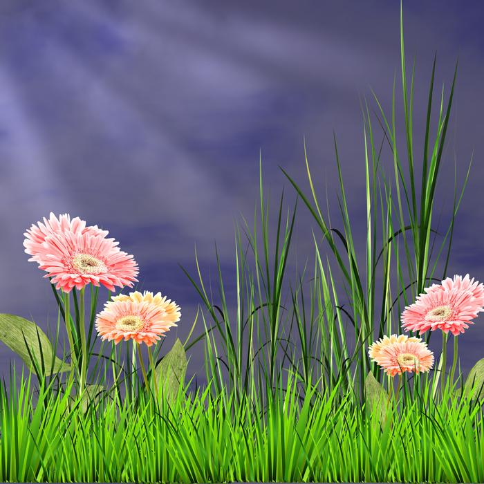 Lawn Flower Plant