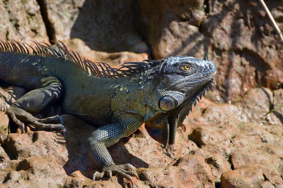 Nature Reptile Lizard