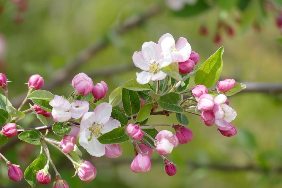 Blossom Bloom Flower