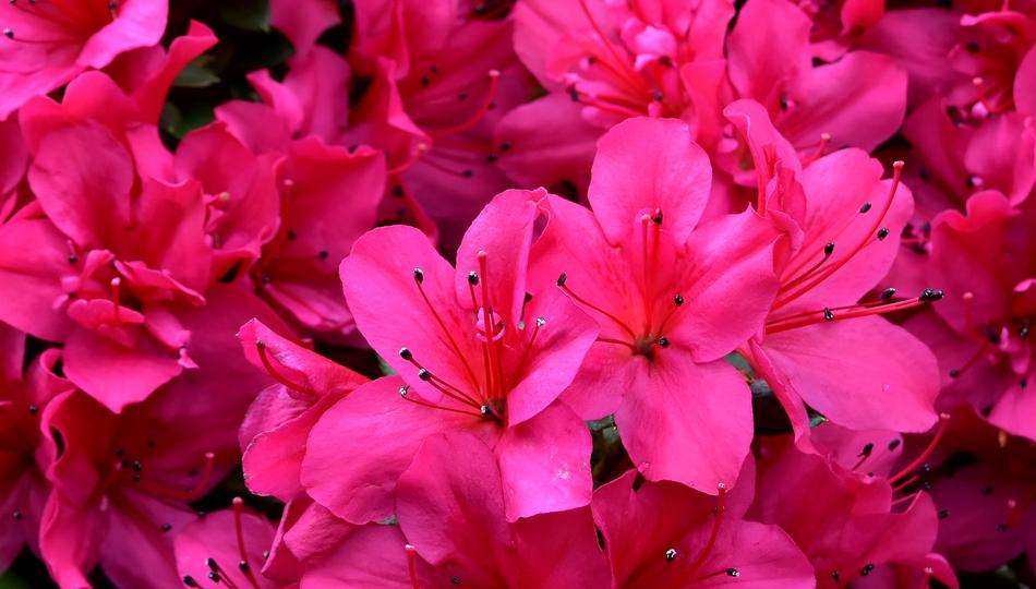 Flowers Pink Spring