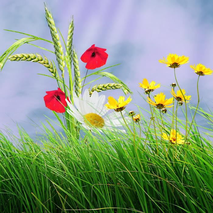 Field Lawn Flower