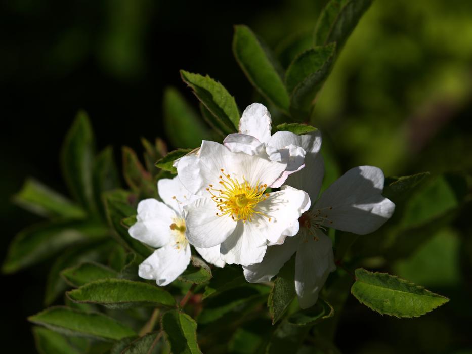 mini white flowers
