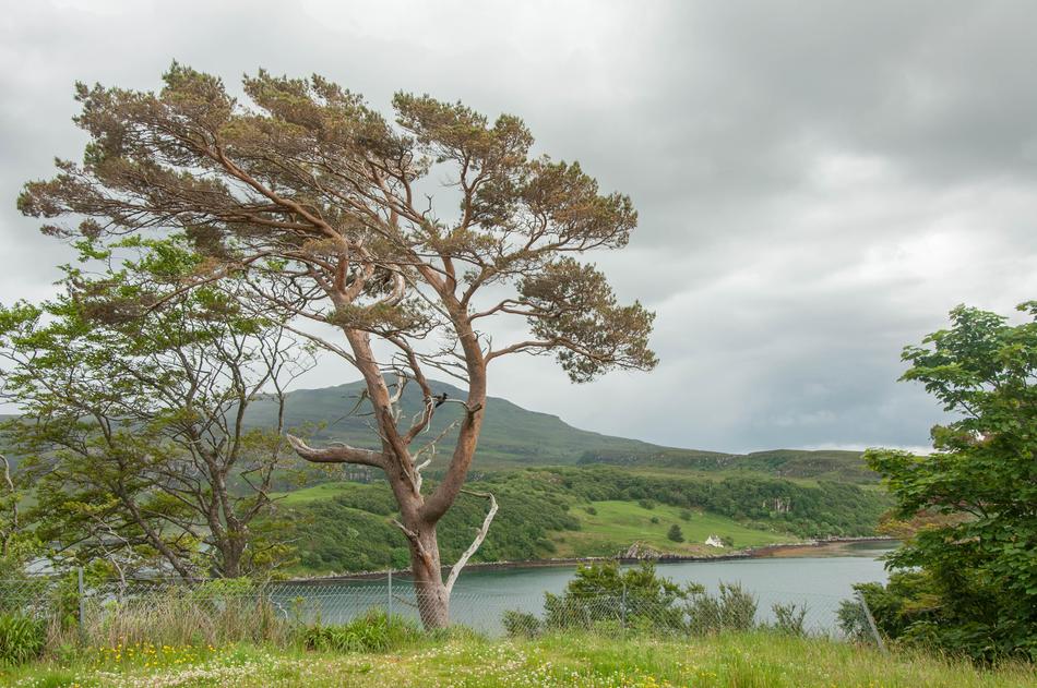 Nature Landscape Tree