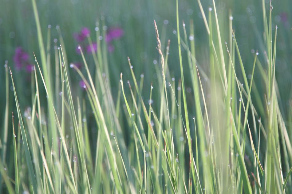 Grass Nature Flora
