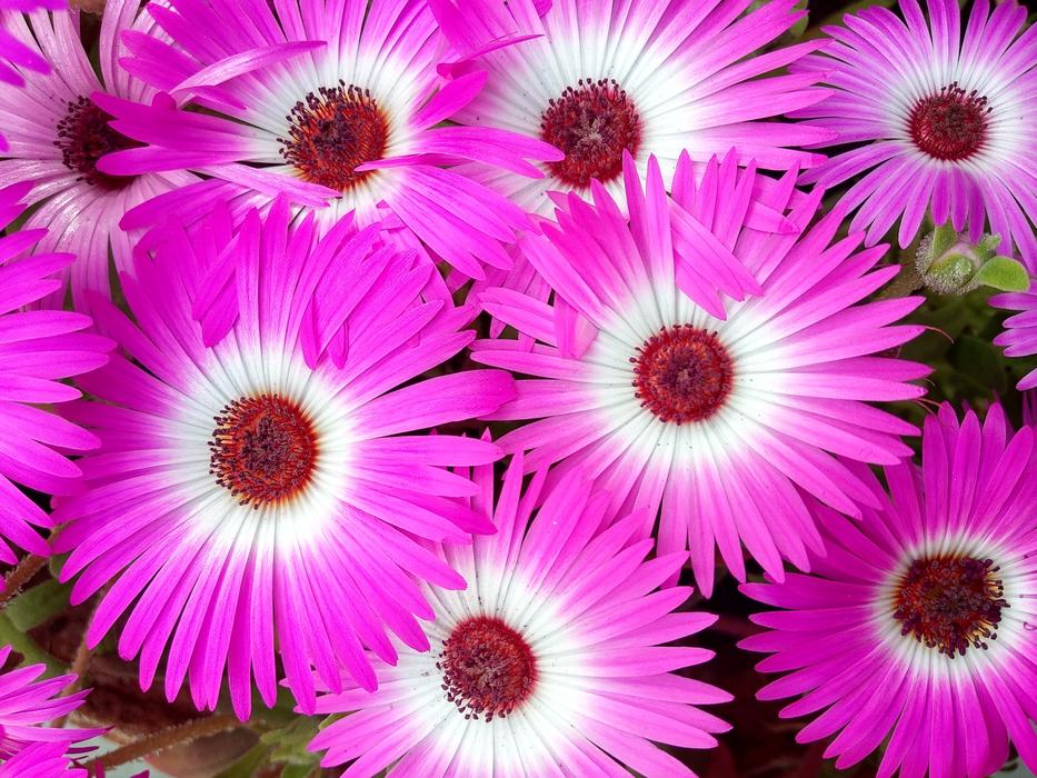 Flower Nature Summer