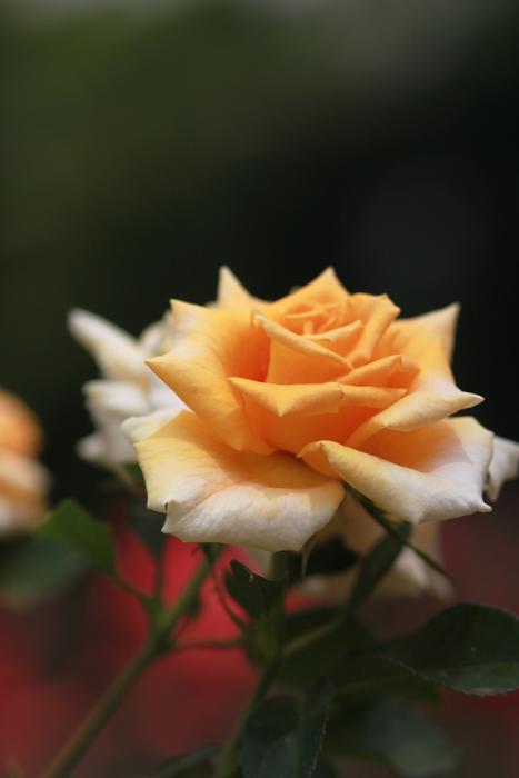 Rose Flowers Buds