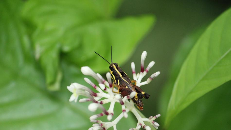 Locust Yellow Black