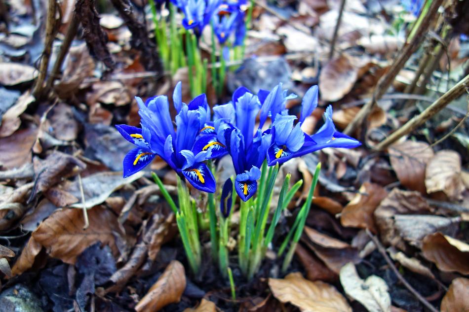 Nettled Iris Flower Plant
