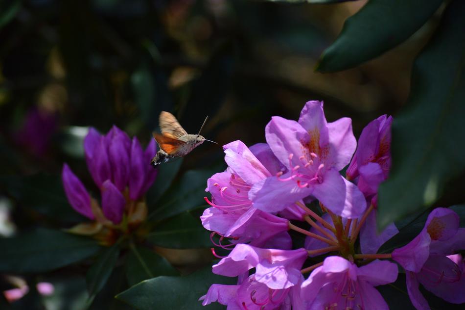 Flower Pink Garden