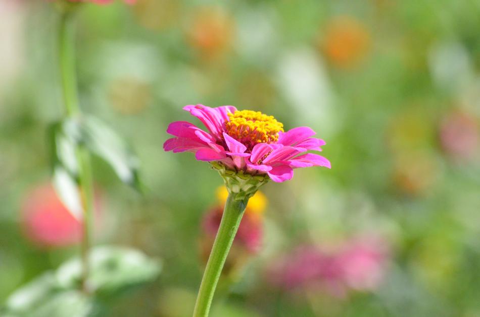 Nature Flower Flora