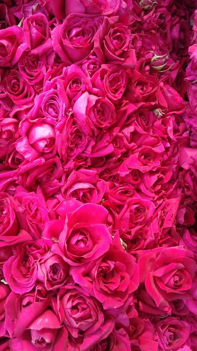 Rose Flower Flora macro