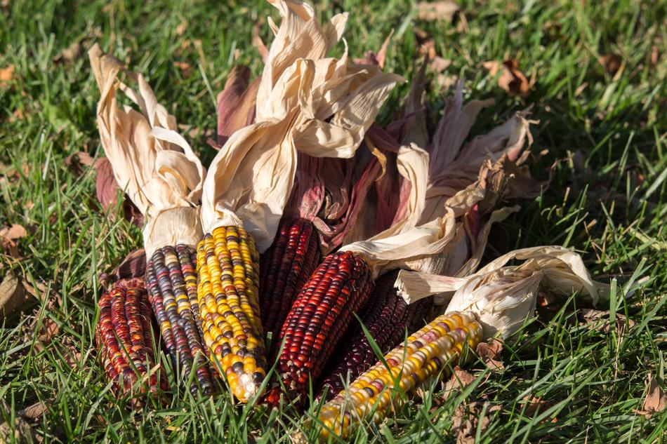 Nature Food Fall