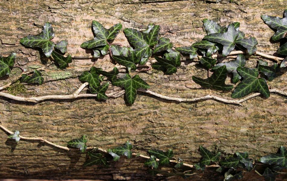 Ivy Creeper Nature