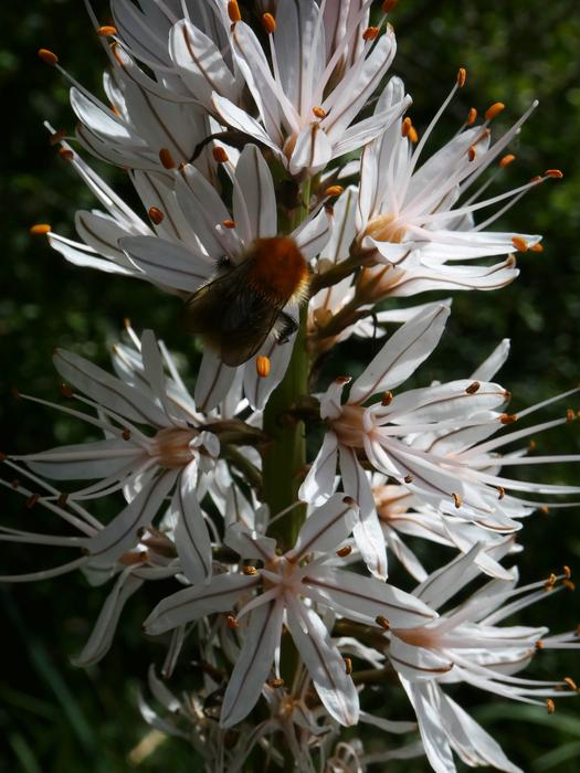 Blossom Bloom Hummel