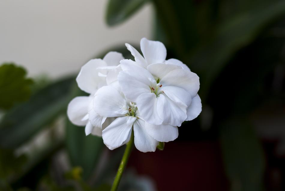 white flowers on the stem