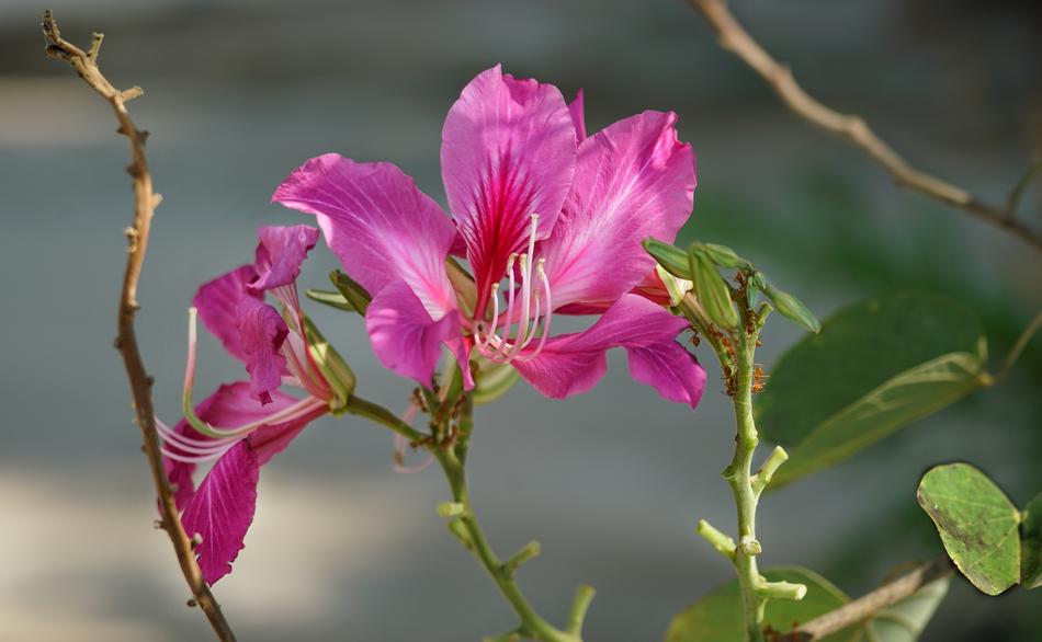 pink little flower in the garden