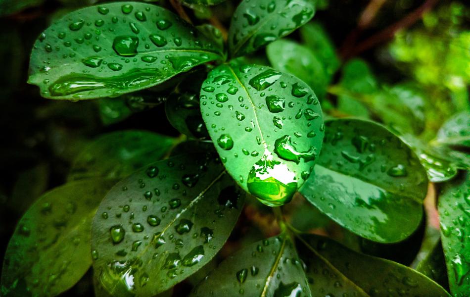 Plant Green Leaf Rain