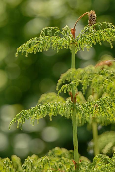 Growth Nature Plant