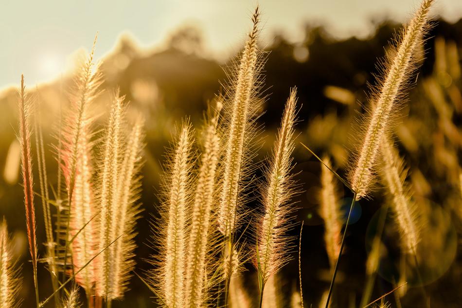 Flowering Grass By Nature A