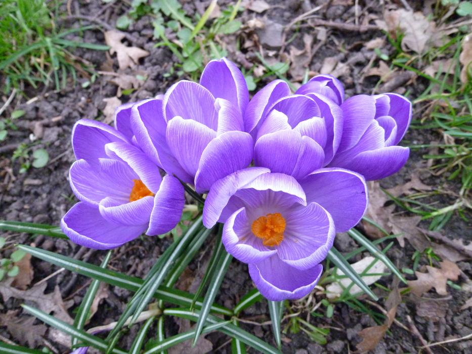 Nature Flower Plant