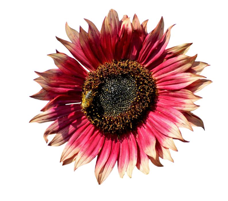 Sunflower Flower Bloom