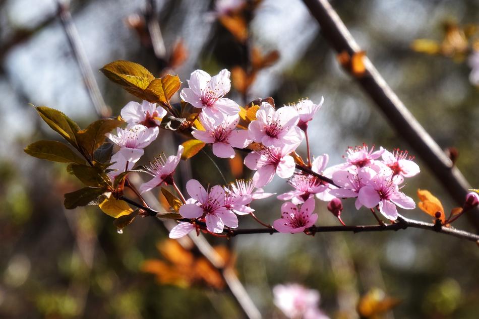 Blossoms Pink Spring