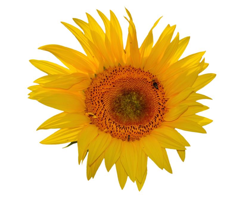 Sunflower Flower Bloom