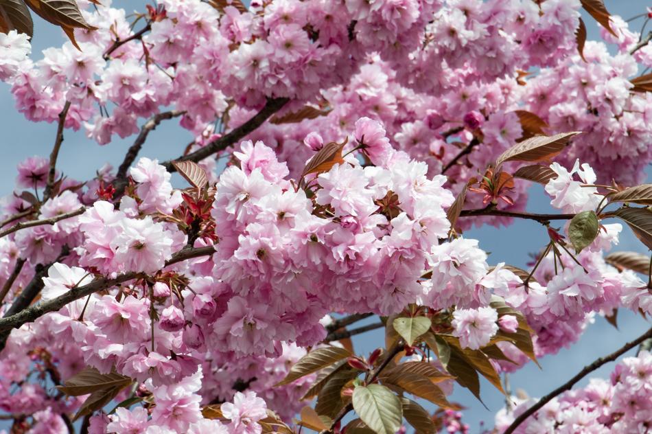 Flower Tree Blossom Cherry