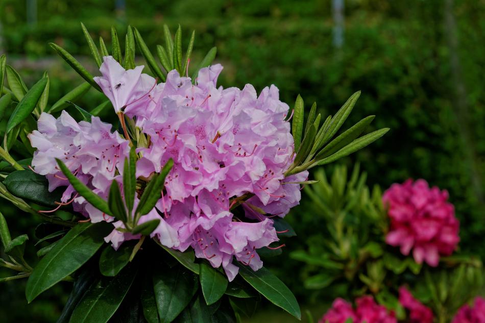 Flower Plant Color