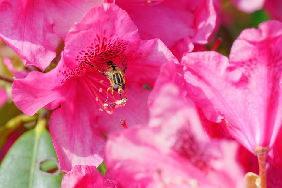 Flower Plant Color
