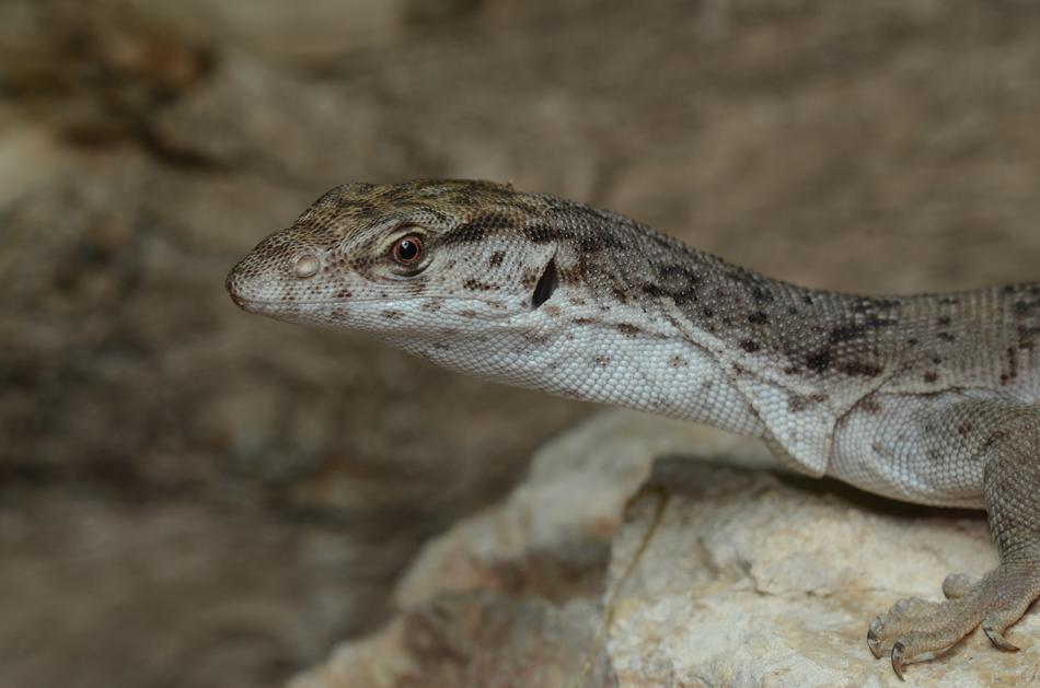 Reptilia Lizard Wild Life
