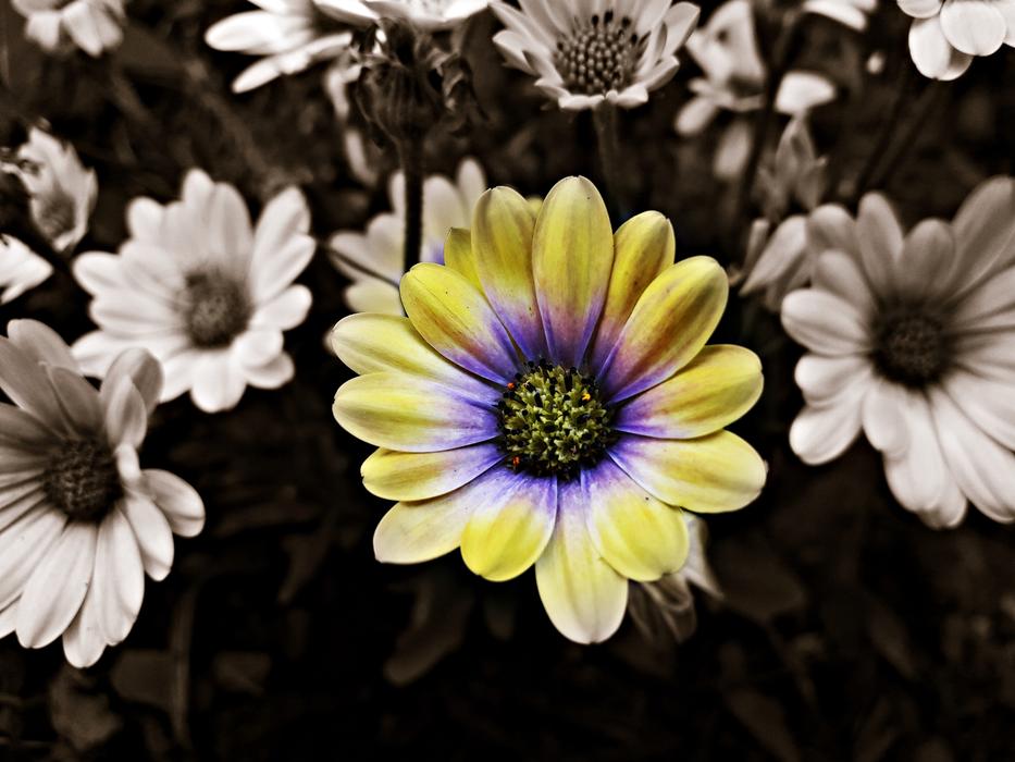 a yellow flower among the whites in the garden